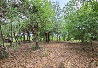 Wooded Forest included too