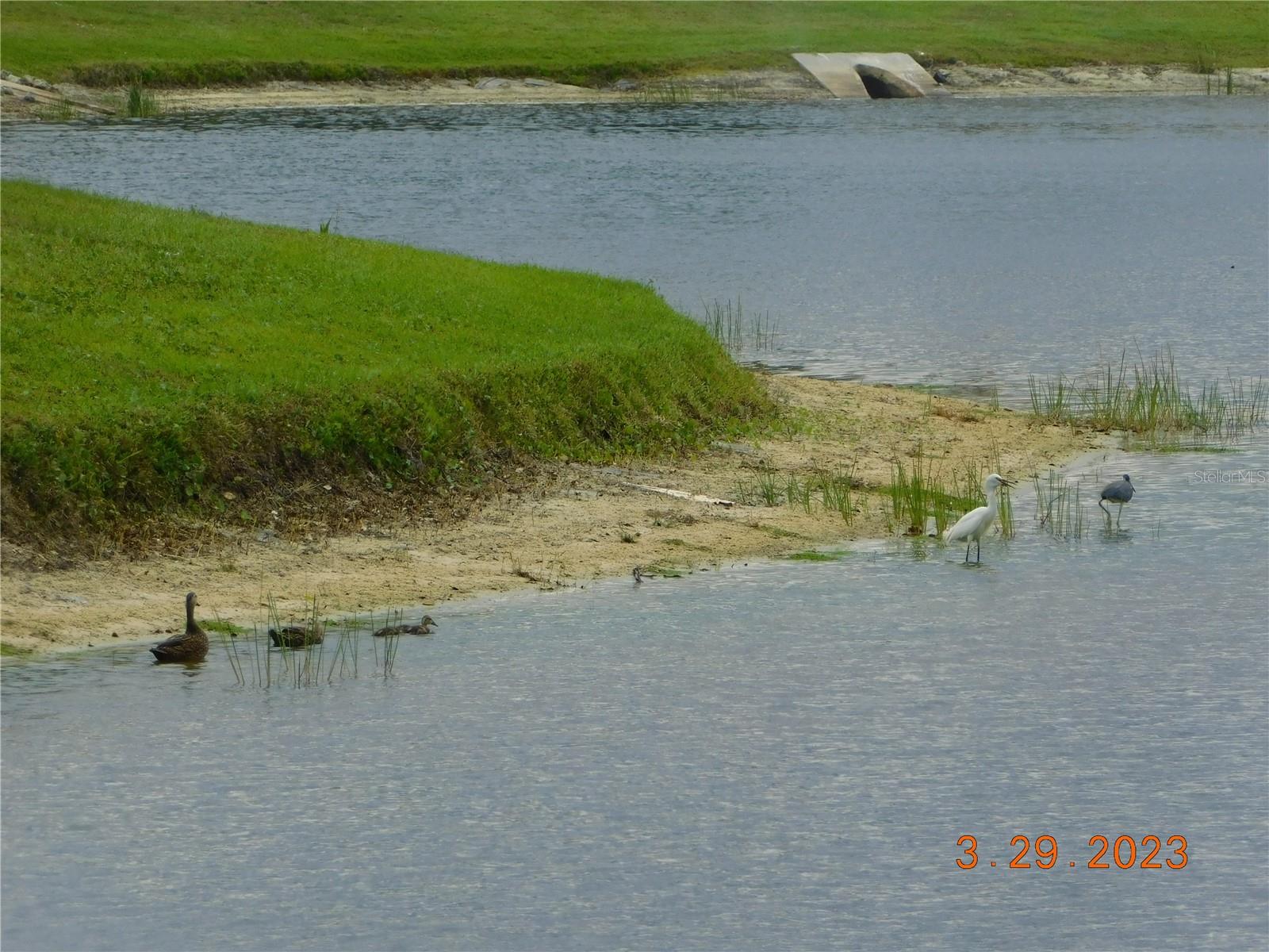 nesting birds in the lake