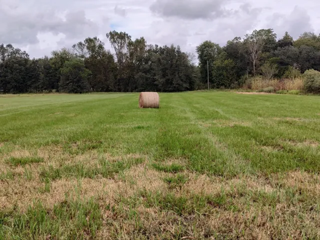 Pasture