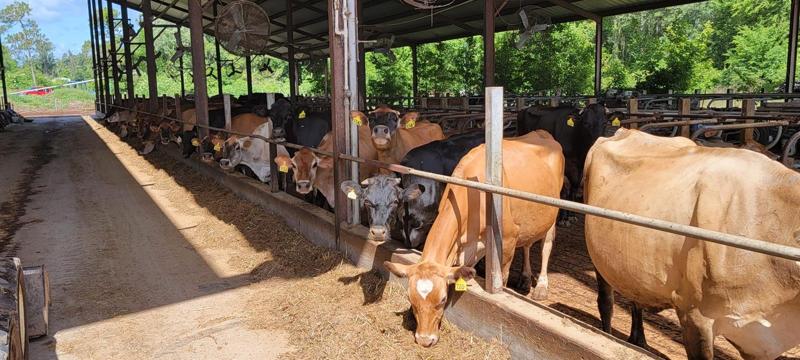 Barn for 400 cows