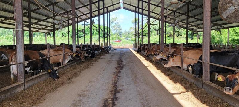 Barn for 400 cows