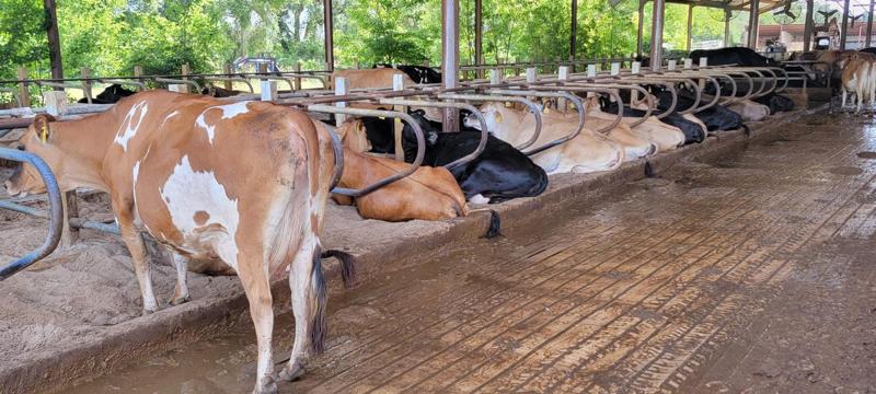 Barn for 400 cows