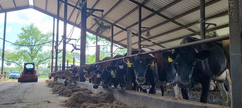 Barn for 400 cows