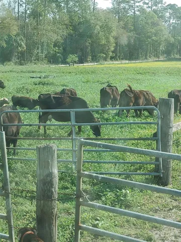 Pasture