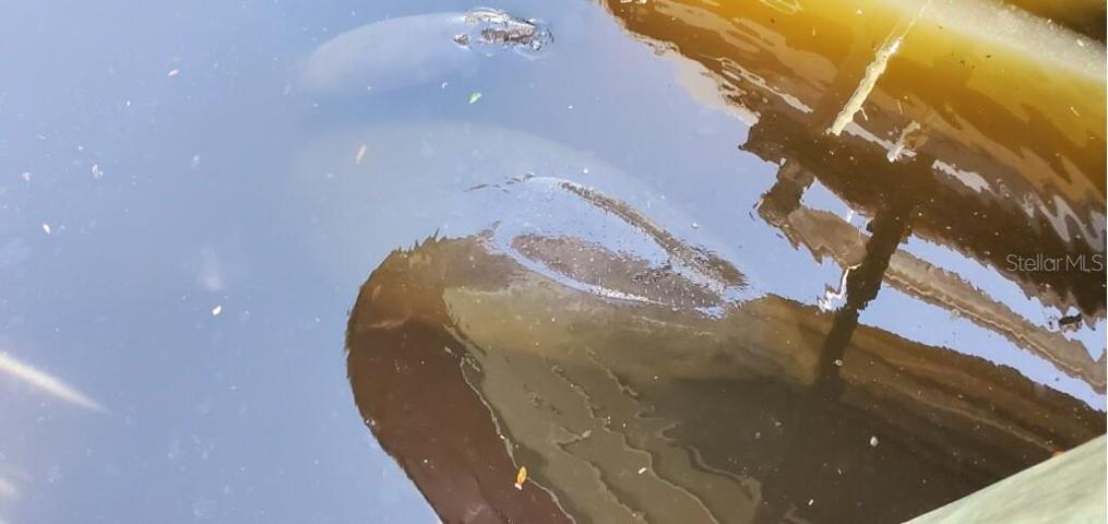 Enjoy the Manatee's that come to your dock right outside your back door!