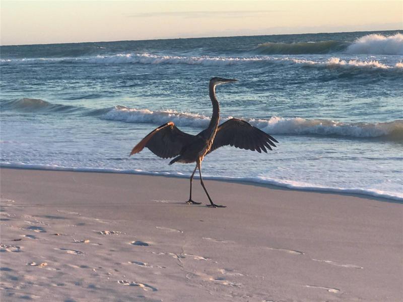 Wild life at the beach.