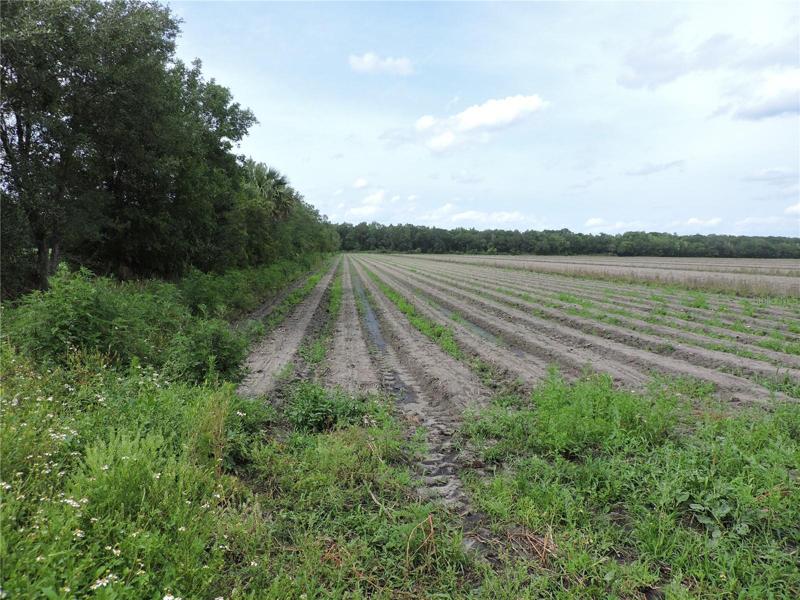 West Corner of the 10 acres.