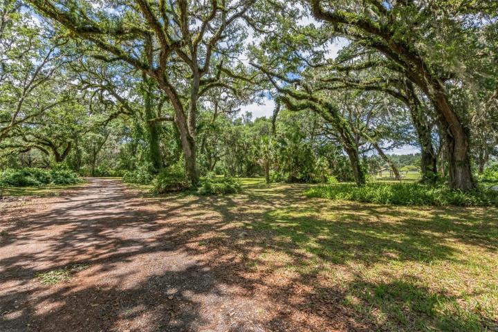 Tree Lined Driveway