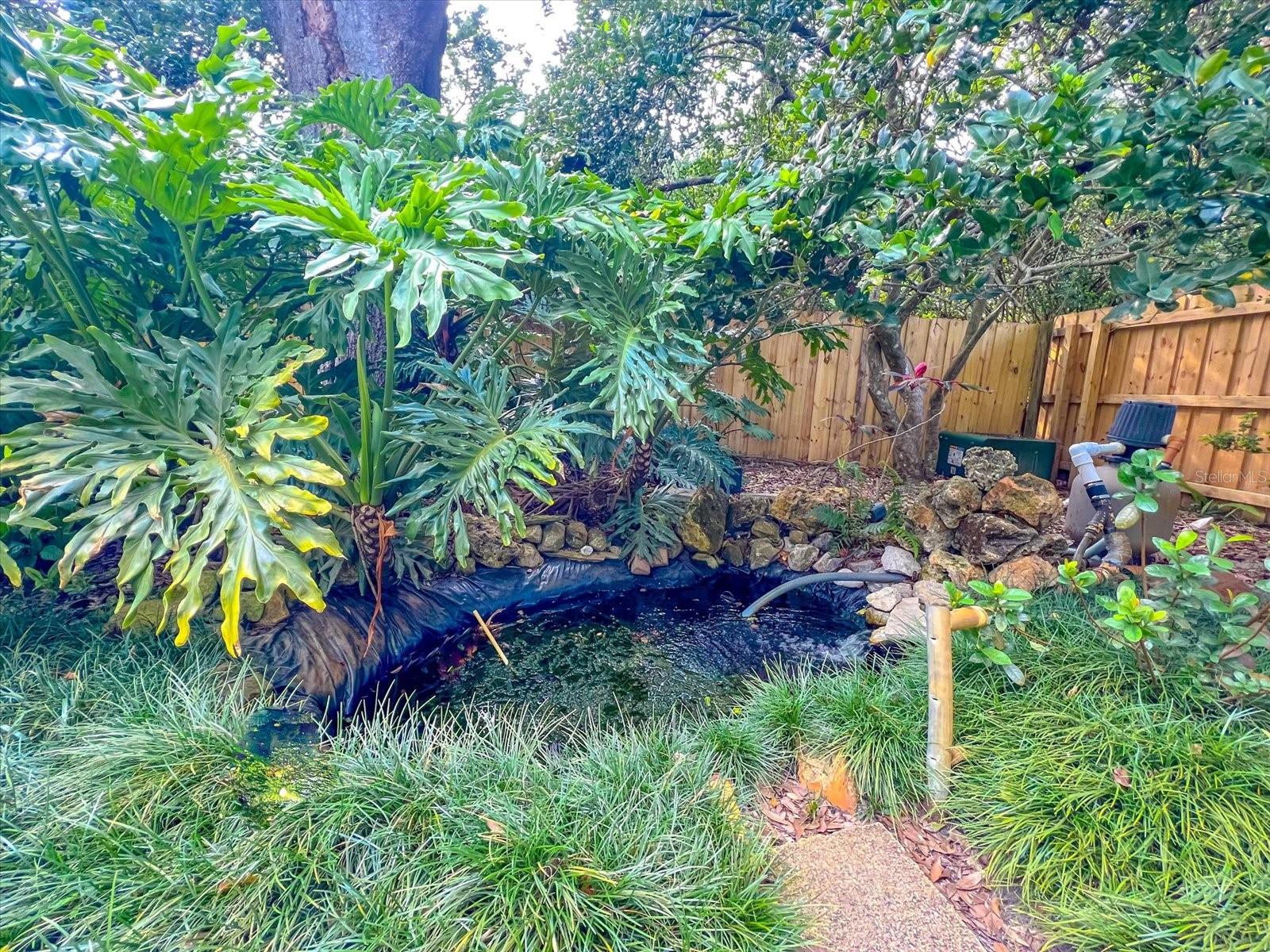 Koi Pond in the Backyard