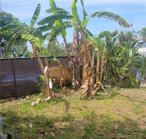 Banana trees by the canal side