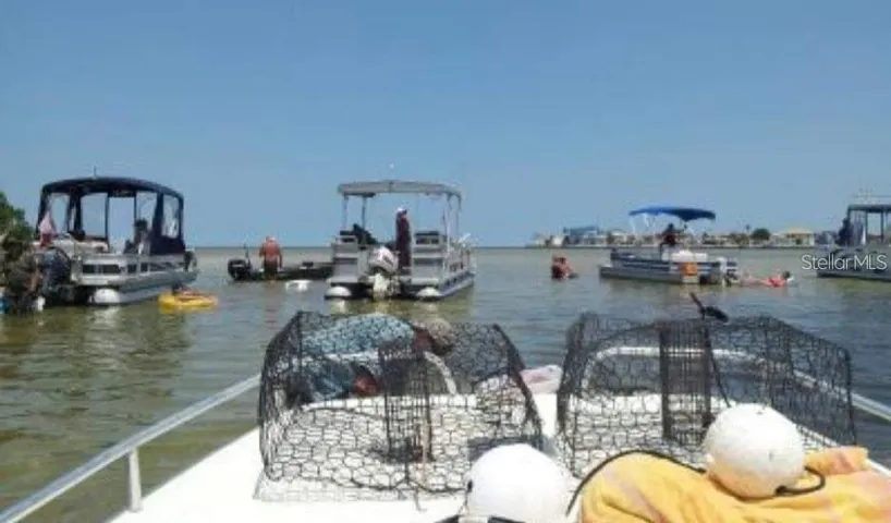 Catch some Blue Or Stone Crabs!