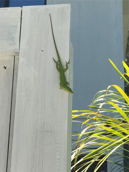 Green anole