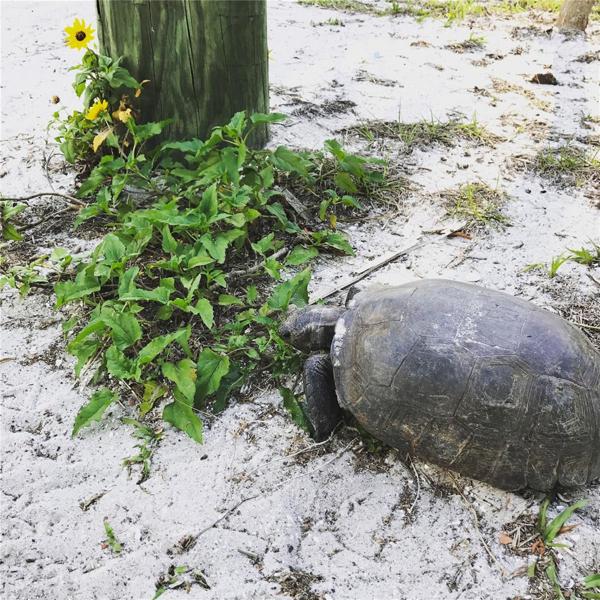 Gopher tortoise