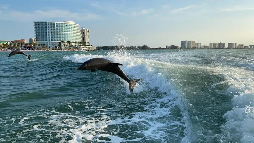 Dolphin tours