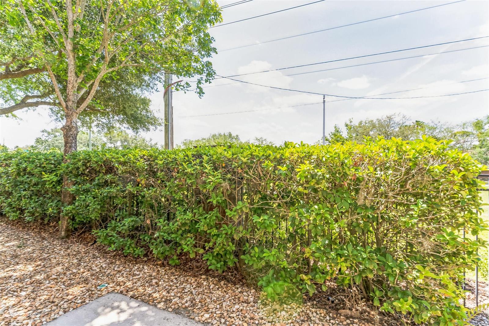 Privacy hedge on back patio