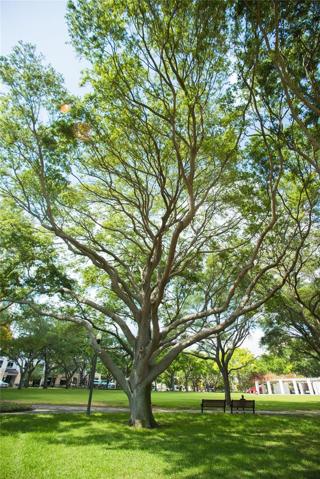 N. Straub Park, right outside your door