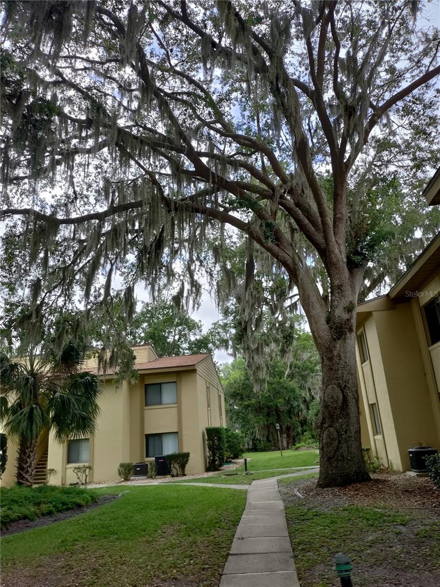 Many mature Oak trees with hanging moss throughout the property.