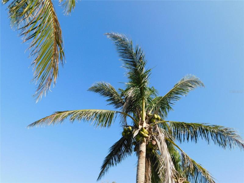 Enjoy the breeze if the palm trees as you watch the water.