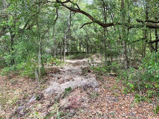 Just a few trees away from your new home