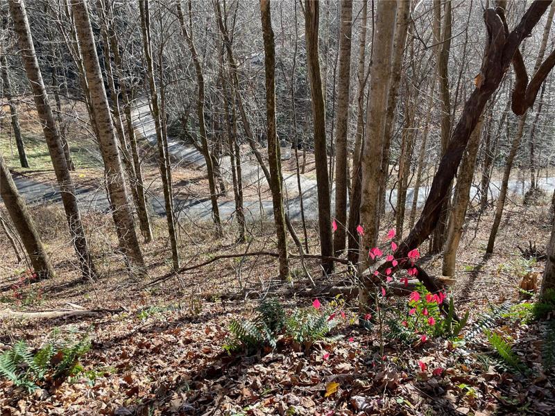 View looking down to the newly paved road leading up to the home site.