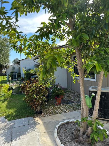 Back- Yard  Large tree