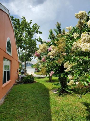 Mature, lush Crape Myrtle trees.