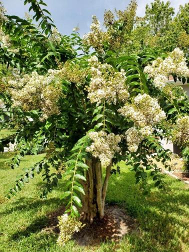 Mature, lush Crape Myrtle trees.