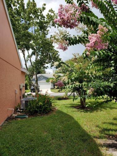 Mature, lush Crape Myrtle trees.
