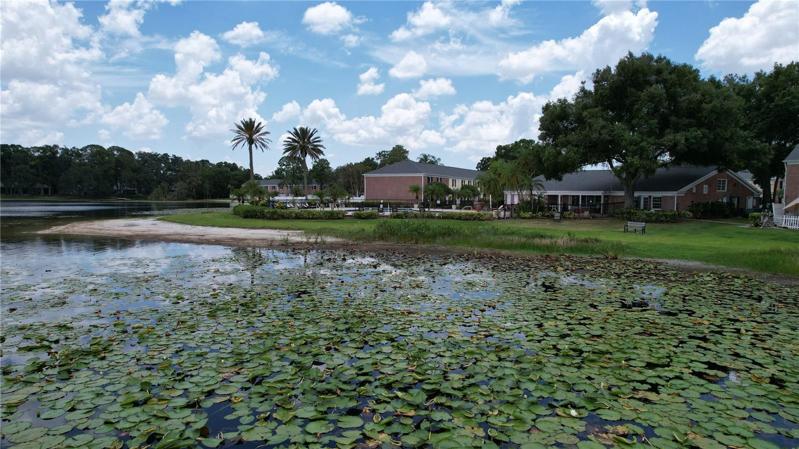 Lily Pads