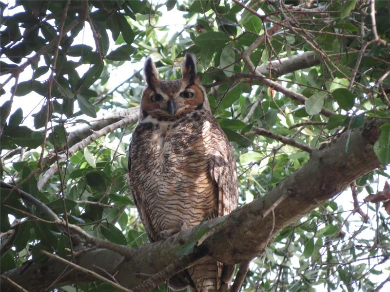 Keep a lookout for this Great Horned Owl