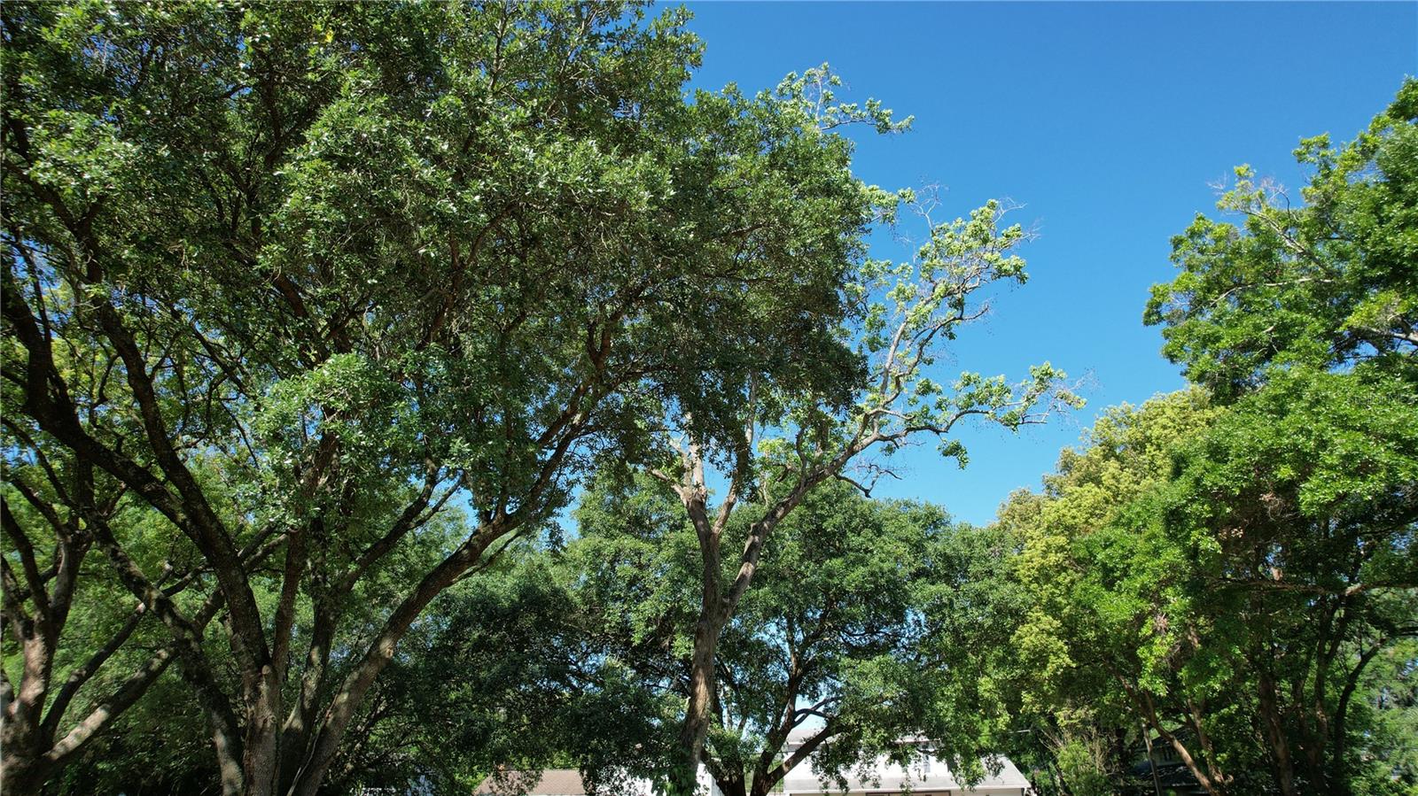 Large Legacy Oaks have been preserved on the Lots providing a wonderful canopy and shade.