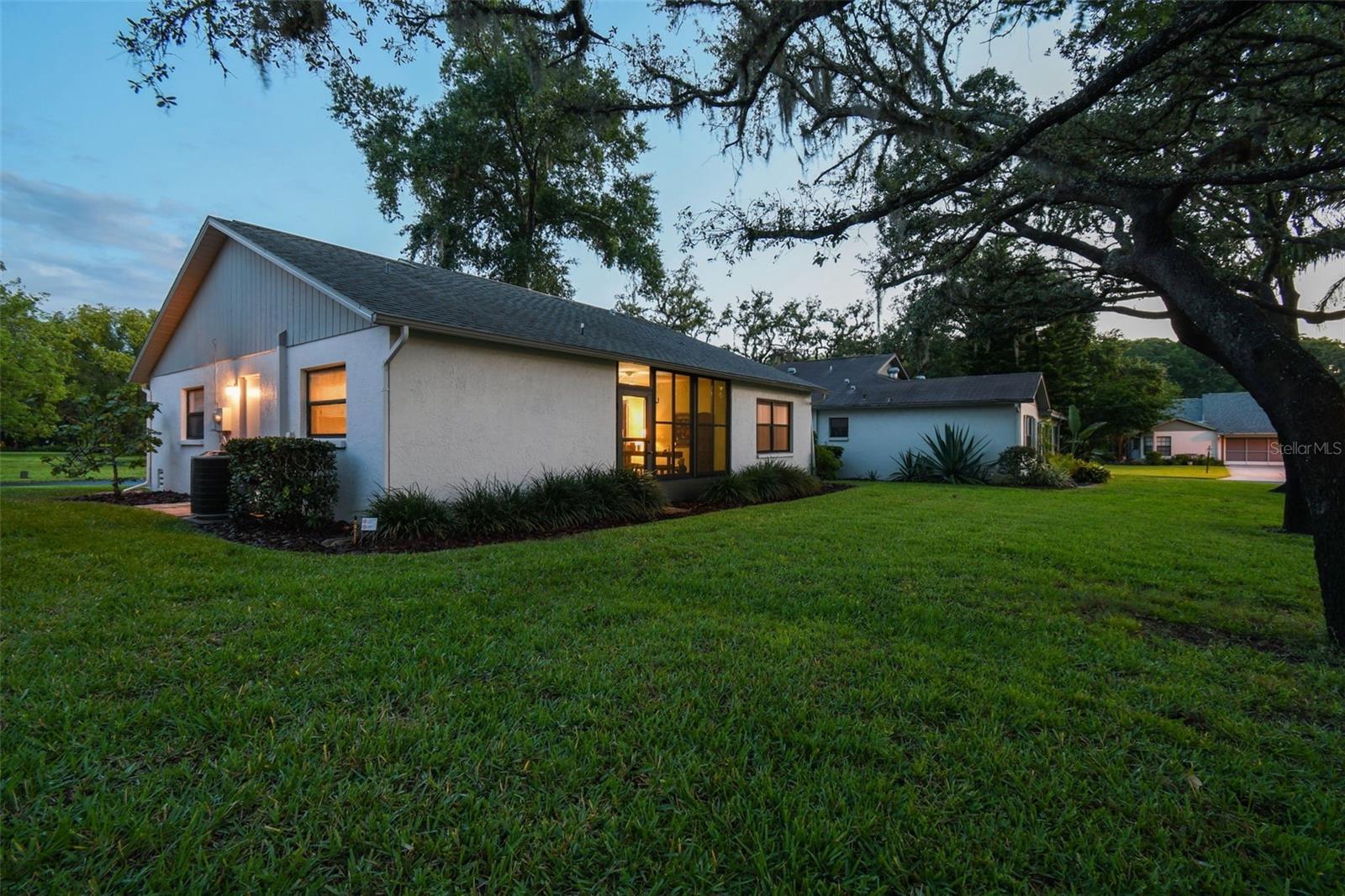 11513 Scotch Pine