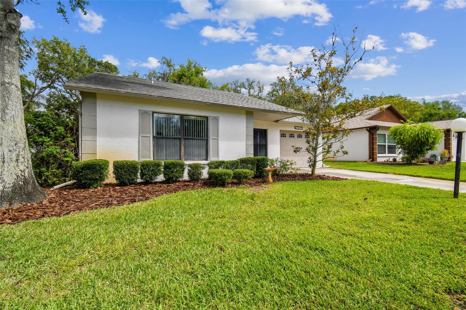 11513 Scotch Pine