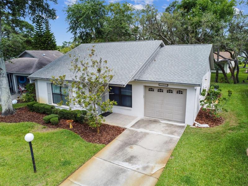 11513 Scotch Pine