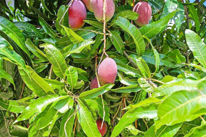 Lots of fruit trees