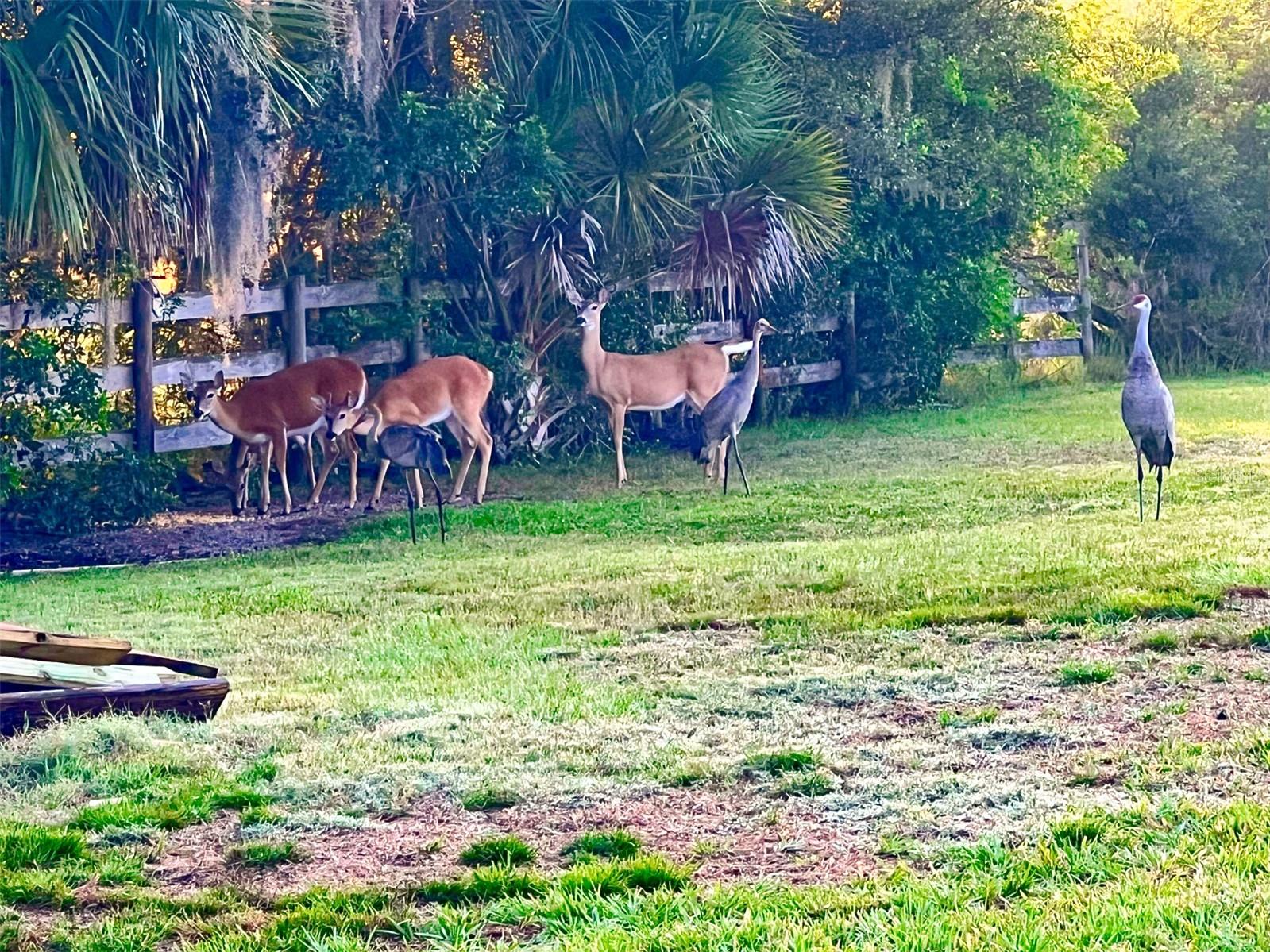 Wildlife at the deer feeder, backyard of home.
