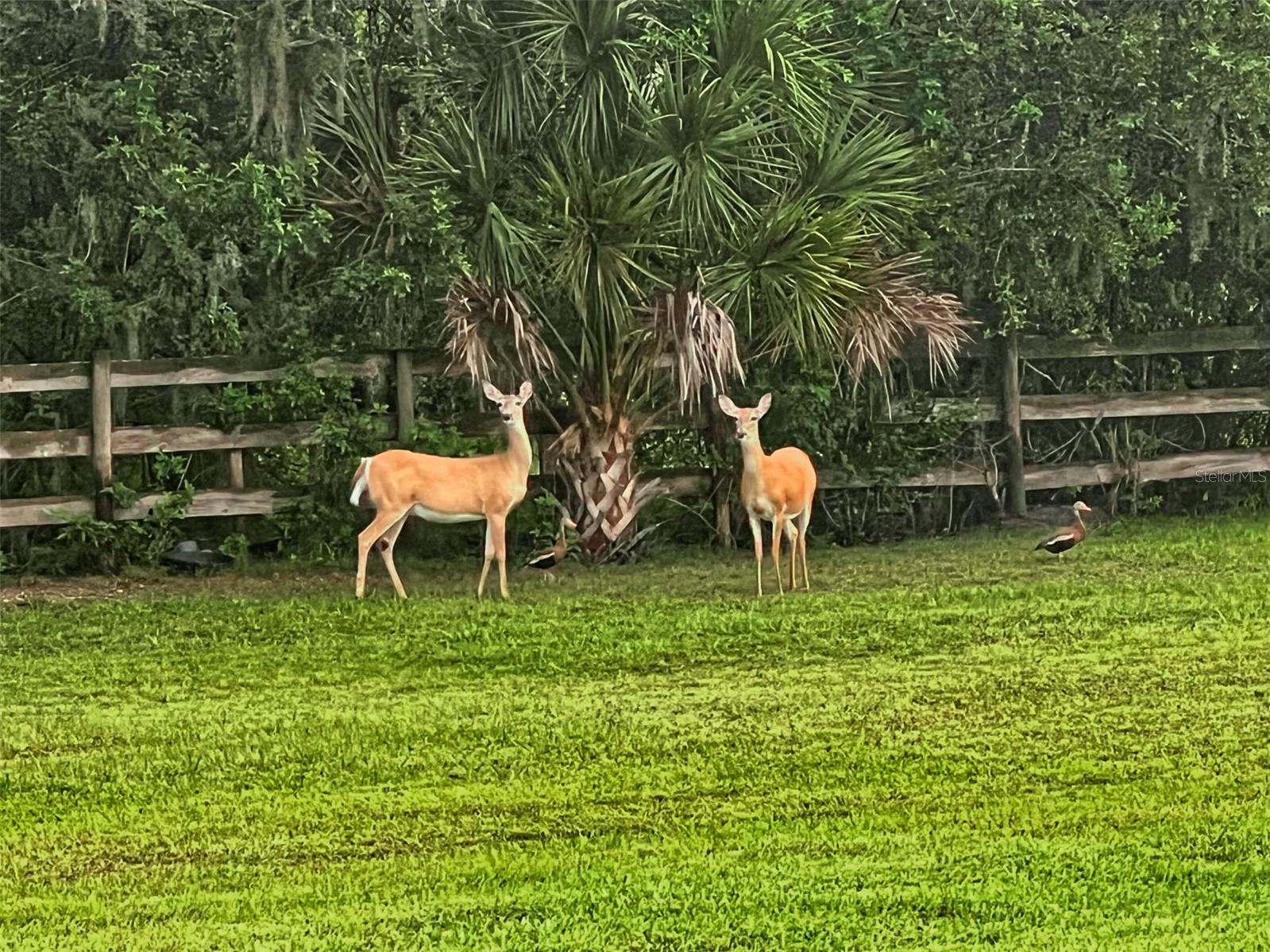 Wildlife at the deer feeder, backyard of home.