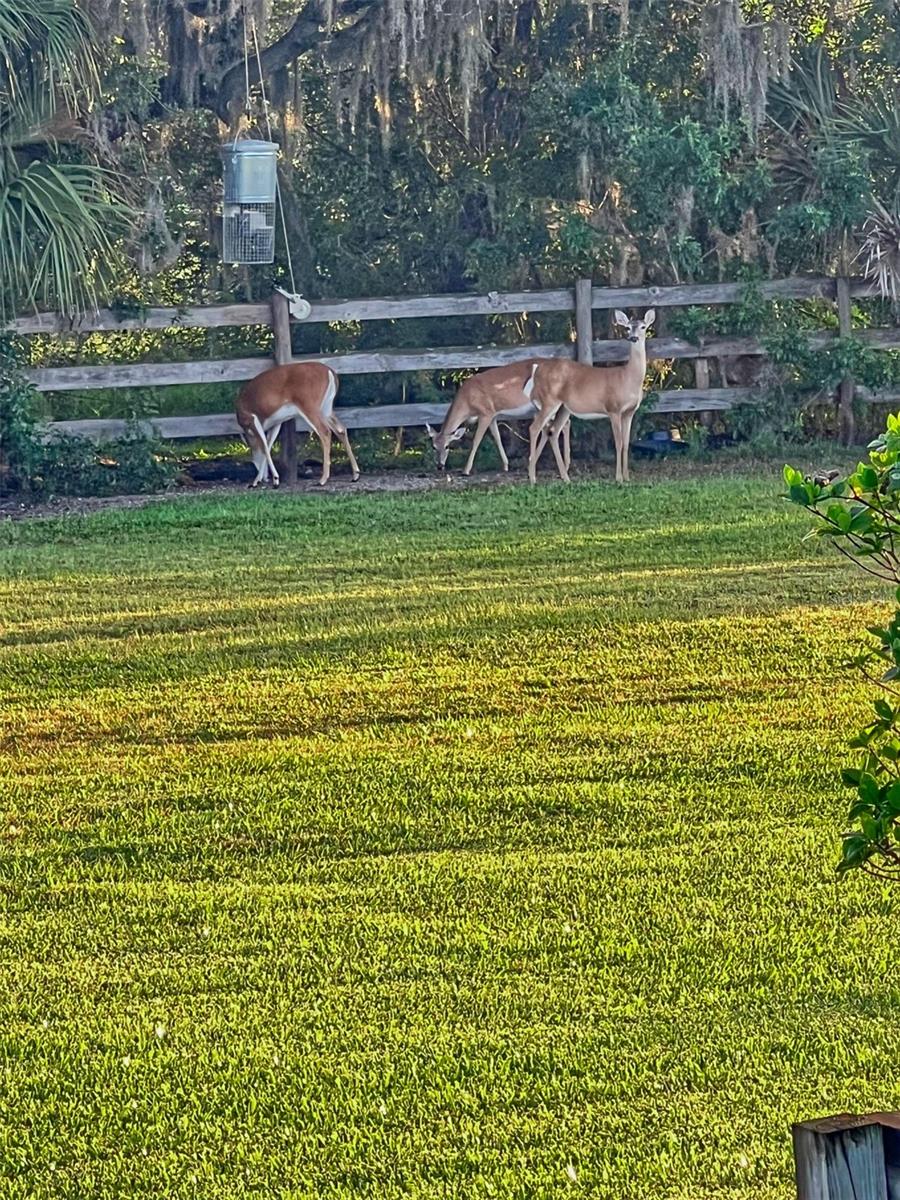 Wildlife at the deer feeder, backyard of home.