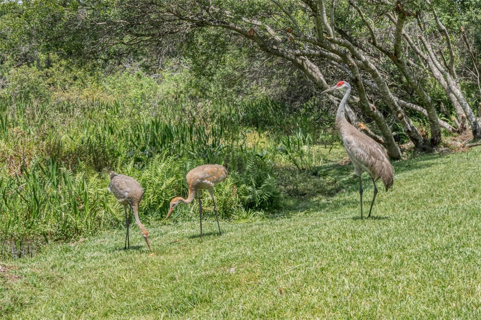 Just a few of the rear neighbors