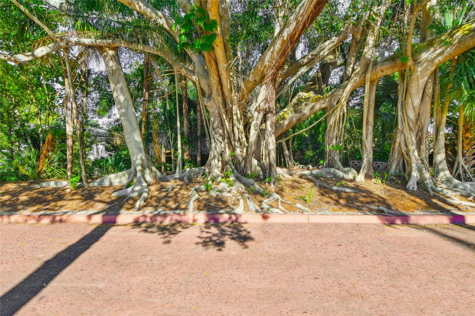 Banyan trees across from pink street