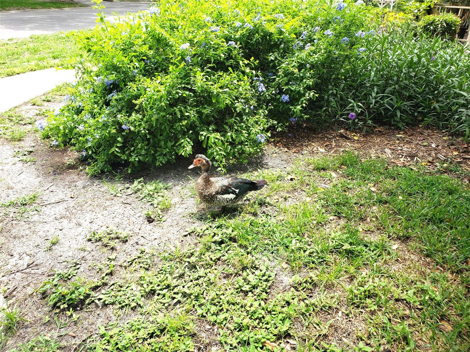Local Celebrity Alice the Duck