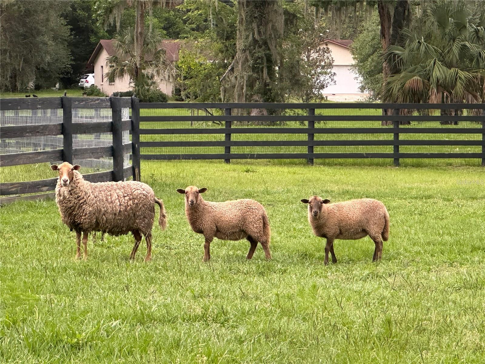 Sheep enjoying the fresh grass