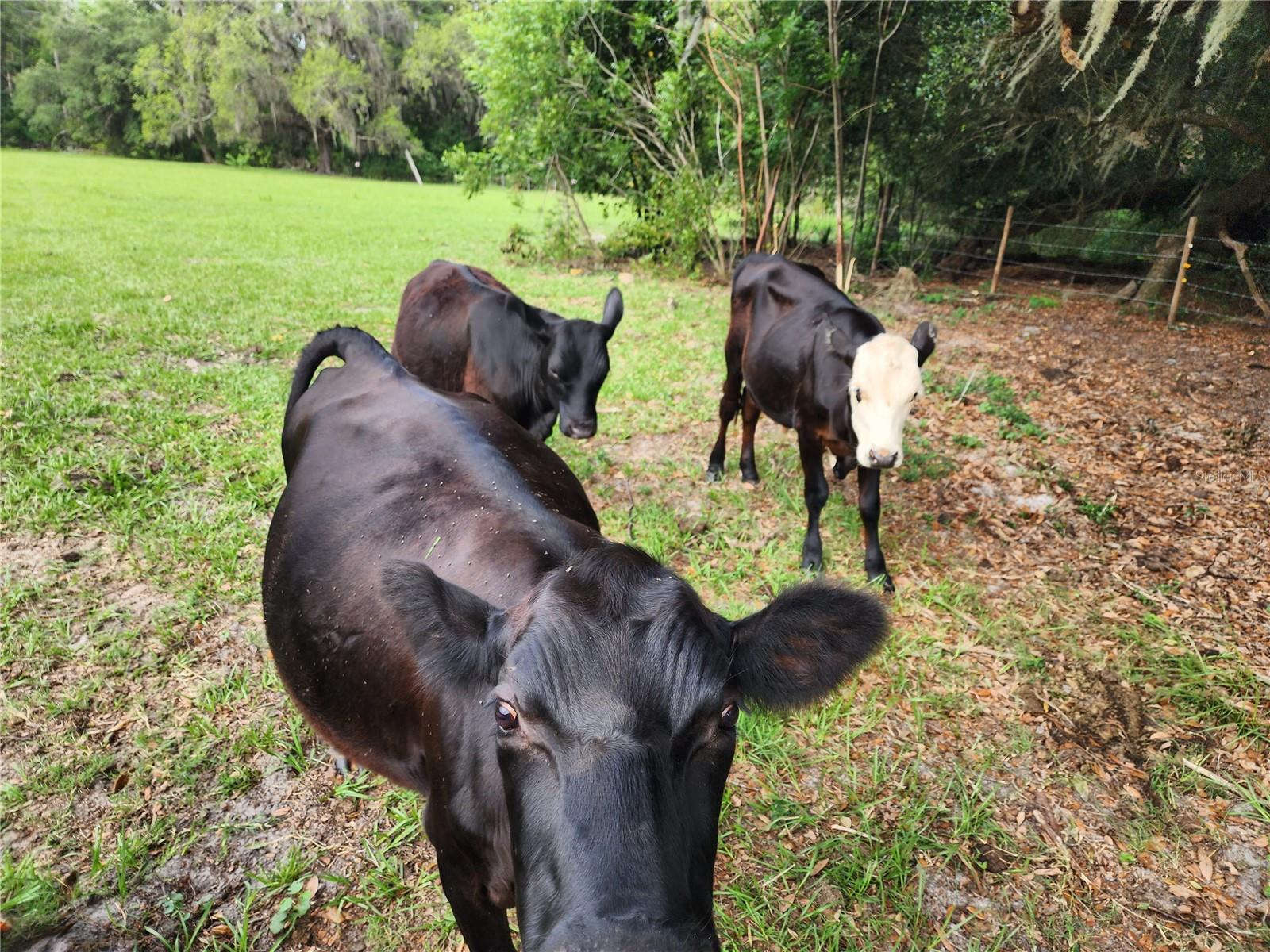 You may be looking for a moo home, but I'm not! I'll be gone when you move in.