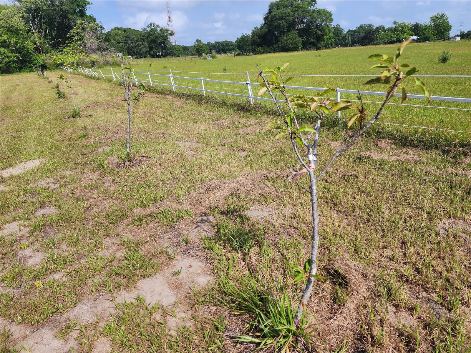 Fruit trees in front of home.