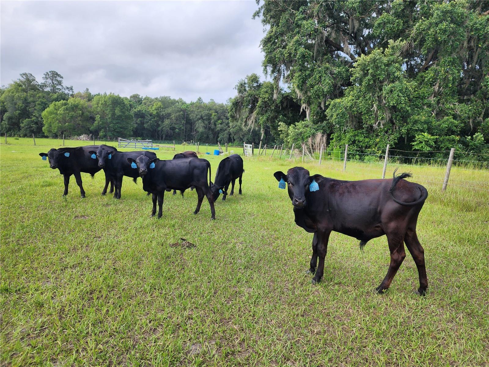 Cattle not included...