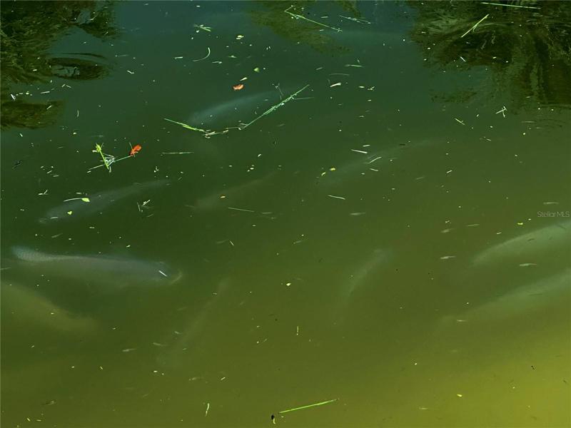 Fish swimming in the pond