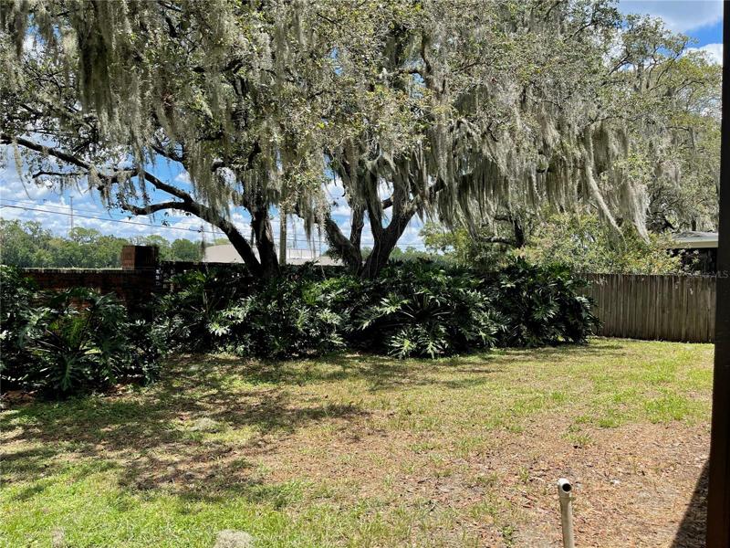 Back Yard