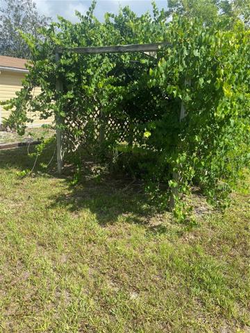 Grape Vine