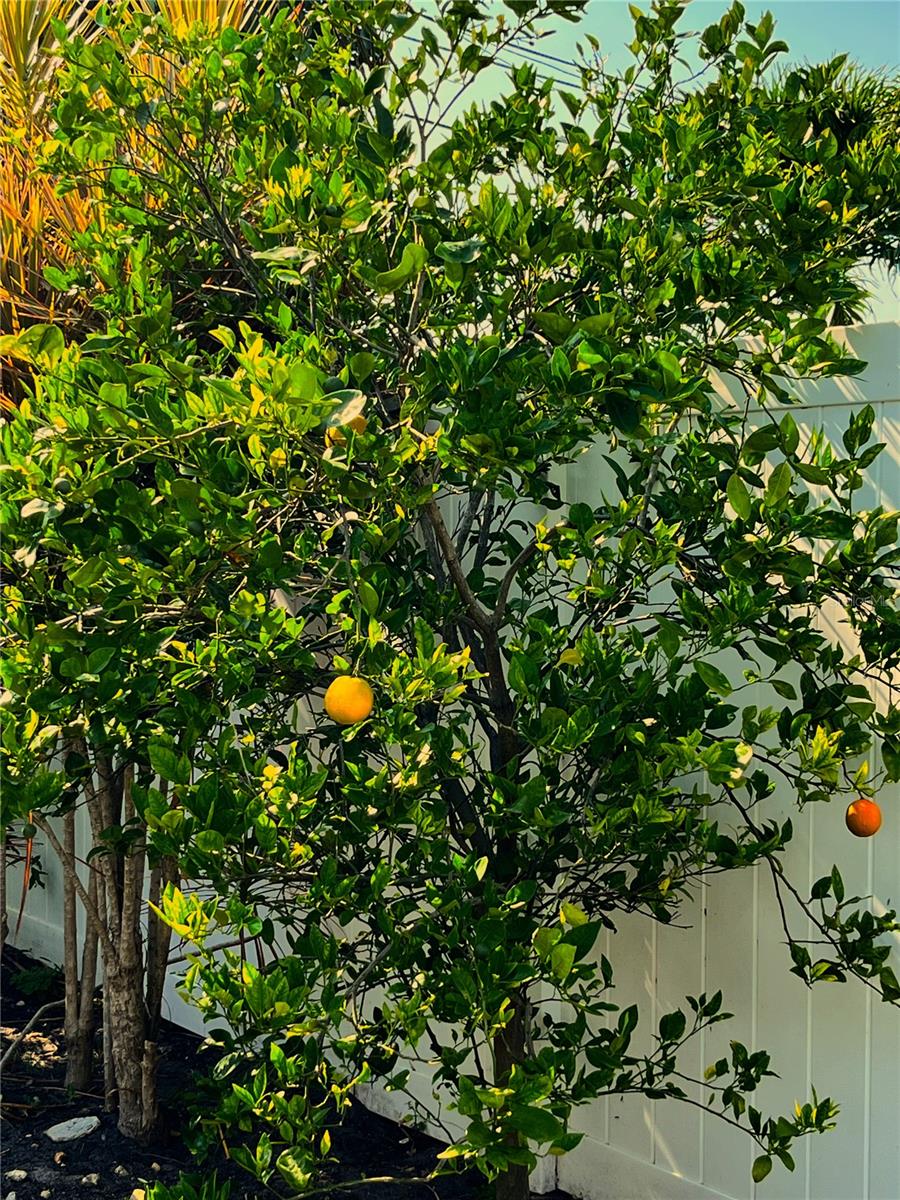 Citrus Trees (Lemon, Orange and Pomegranate)