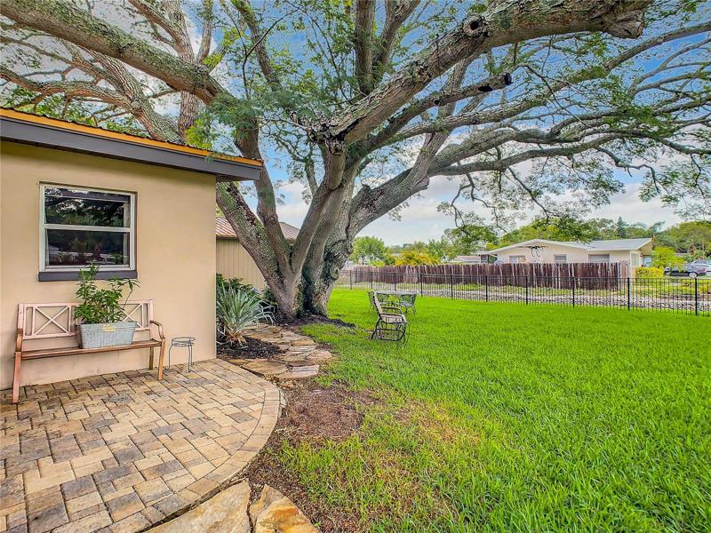 Beautiful tree in backyard allowing for plenty of shade